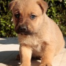 Cachorros   ADA- MIA- POLL – adoptados