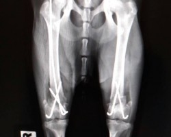 Radiografía de las patas traseras de la perra 'Katalina', operada en el hospital Rof Codina de Lugo.