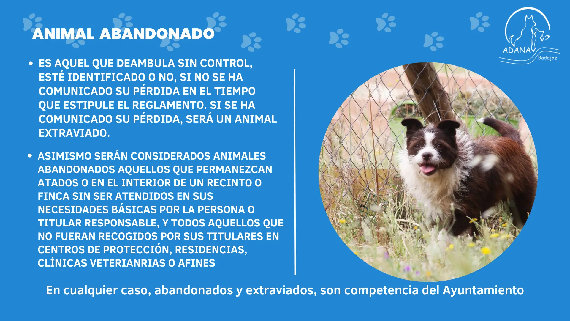 Nueva Ley de Proteccion Animal Asociacion Adana Badajoz